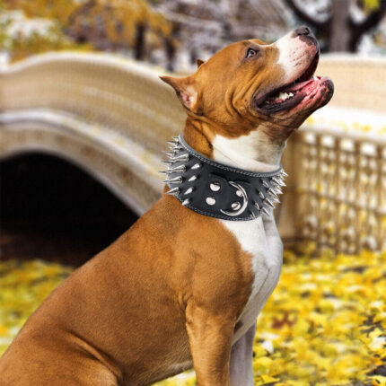 Staffy Universe Spikes Collar